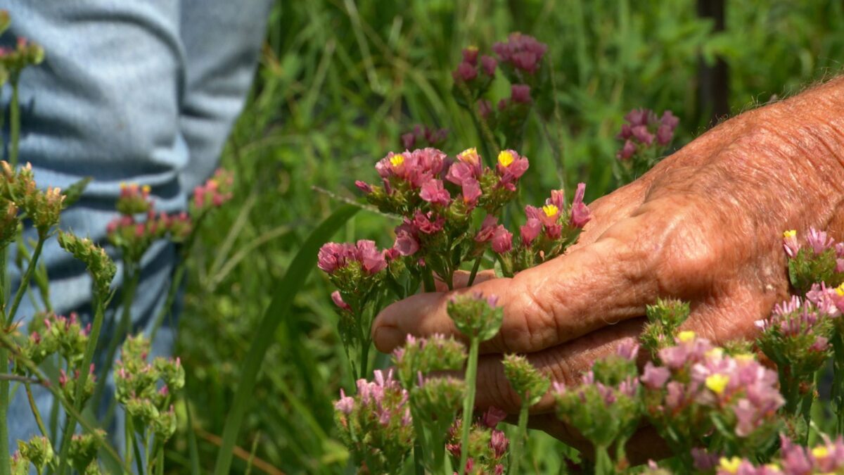 Episode 3316 on NPT's Volunteer Gardener