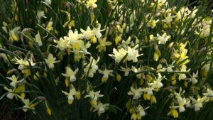 Daffodil Collection-Mid to Late Season Bloomers on NPT's Volunteer Gardener