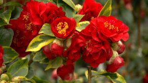 Garden Treasures on NPT's Volunteer Gardener
