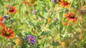 Beginnings of a Pollinator Garden on NPT's Volunteer Gardener
