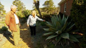 Agave Selections and Care on NPT's Volunteer Gardener