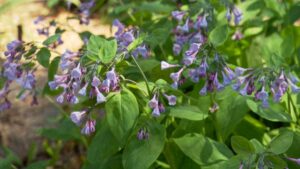 Spring Ephemerals on NPT's Volunteer Gardener