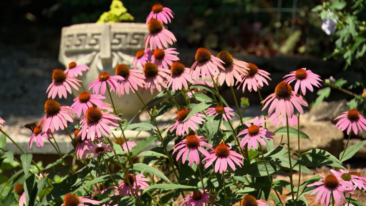 Episode 3317 on NPT's Volunteer Gardener