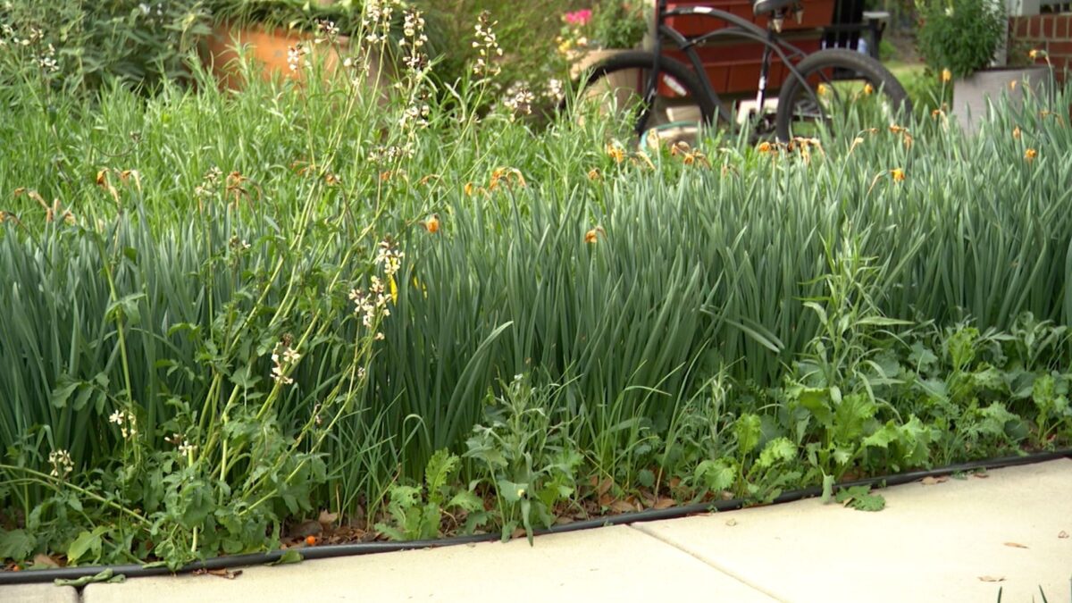 Where Brie Grows on NPT's Volunteer Gardener