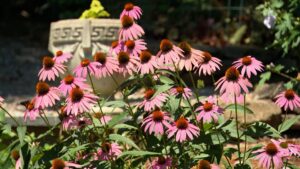 Episode 3317 on NPT's Volunteer Gardener