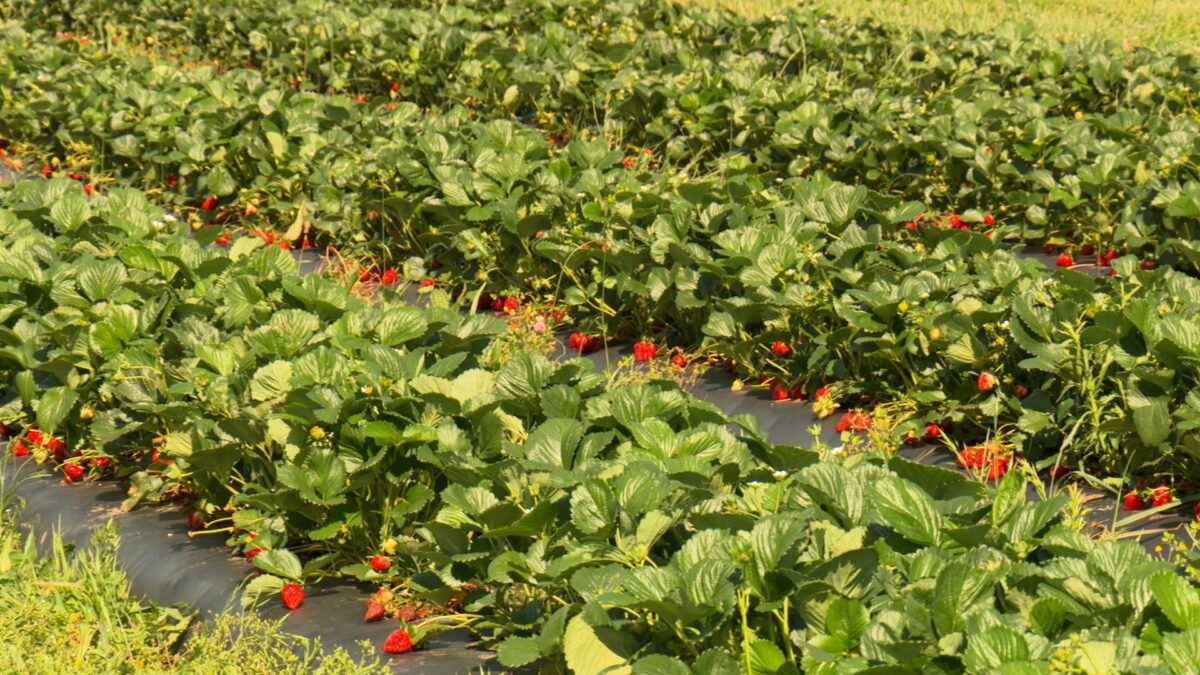 Strawberry Farming on NPT's Volunteer Gardener