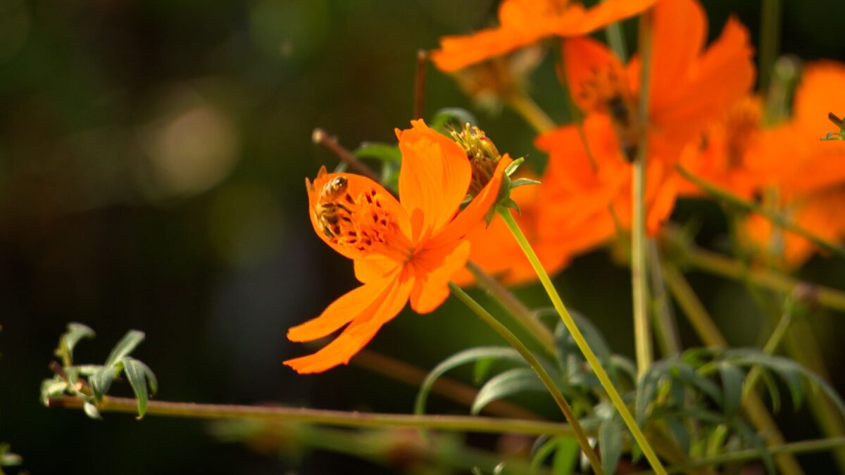 Colorful Fall Bloomers on NPT's Volunteer Gardener
