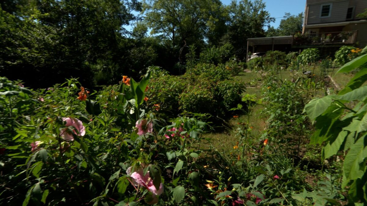 Episode 3320 on NPT's Volunteer Gardener