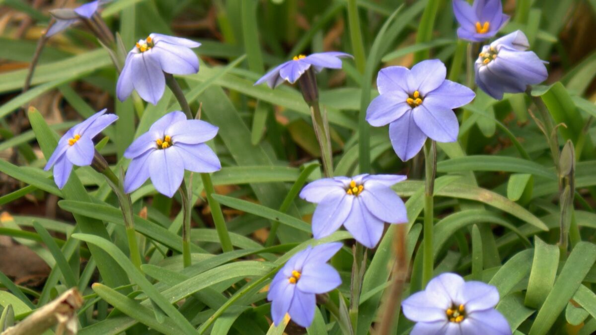 Geophyte Border on NPT's Volunteer Gardener