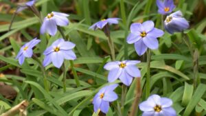 Geophyte Border on NPT's Volunteer Gardener