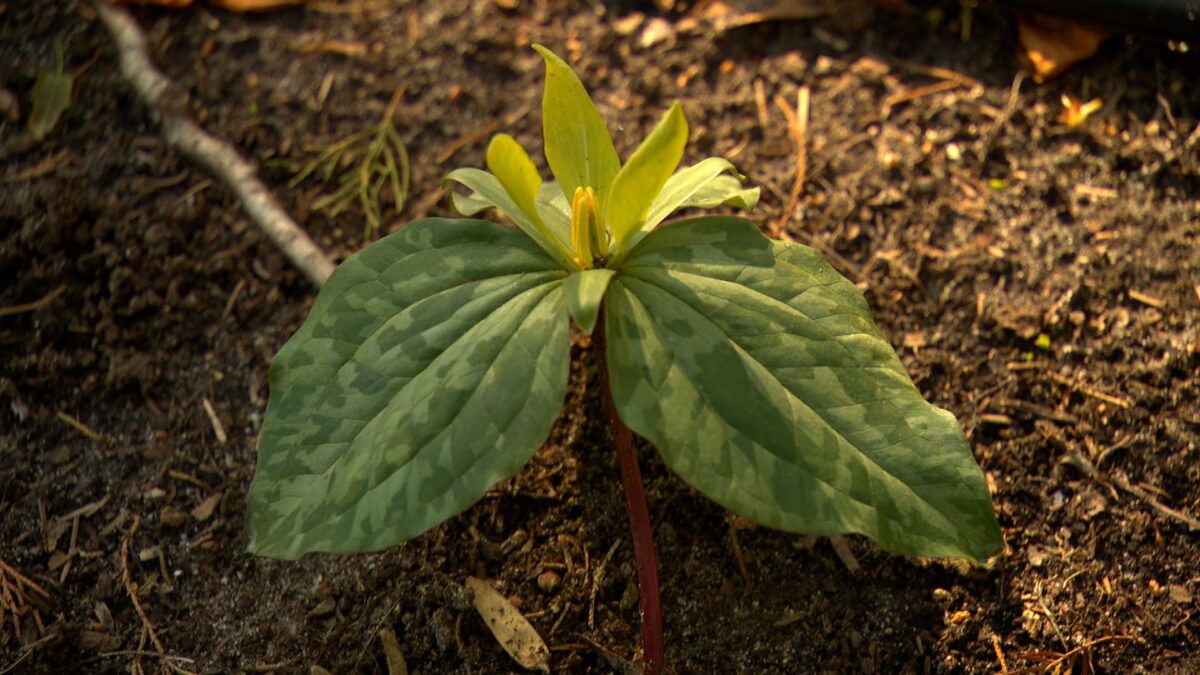 Episode 3319 on NPT's Volunteer Gardener