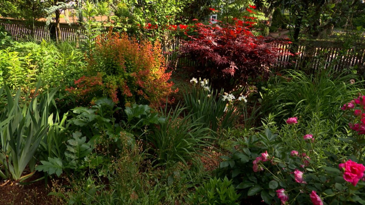 Episode 3405 on NPT's Volunteer Gardener