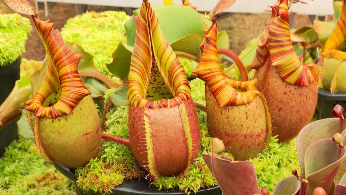 Nepenthes on NPT's Volunteer Gardener