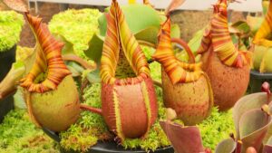 Nepenthes on NPT's Volunteer Gardener