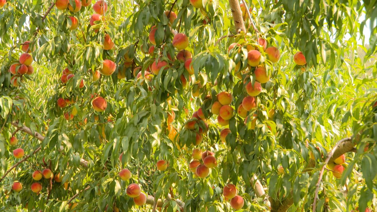 Growing Tasty Peaches on NPT's Volunteer Gardener