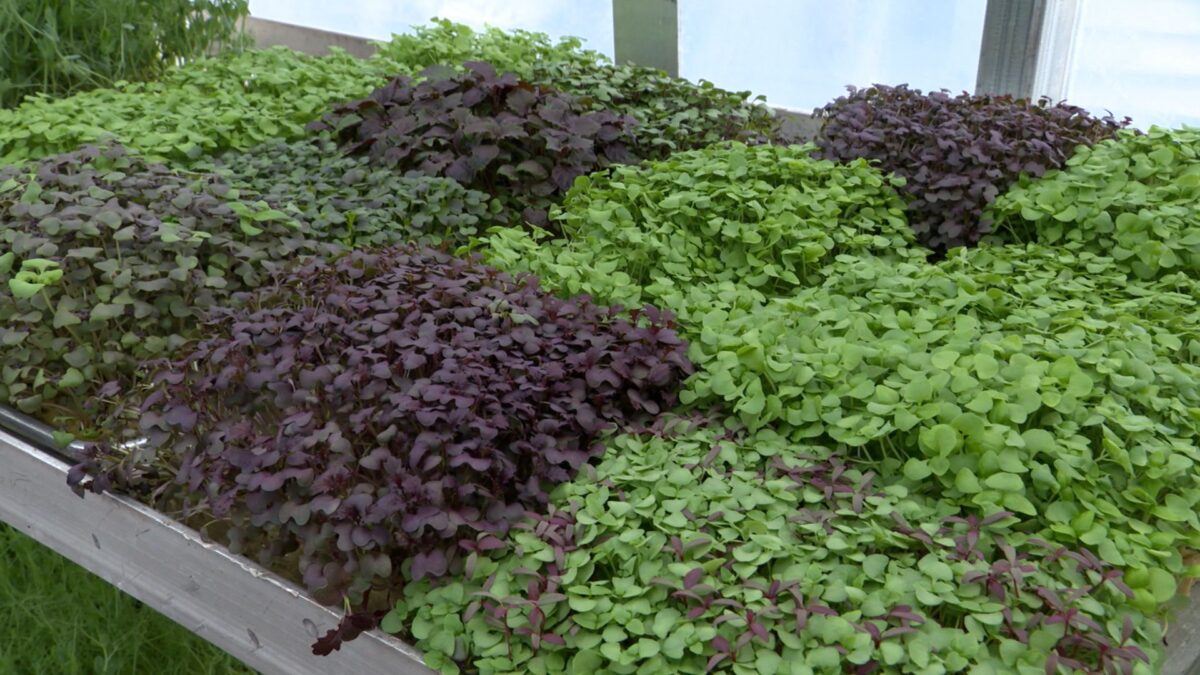 Episode 3404 on NPT's Volunteer Gardener
