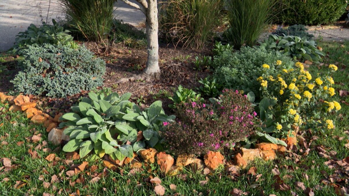 Episode 3401 on NPT's Volunteer Gardener