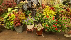 Adding vibrant color with containers on NPT's Volunteer Gardener