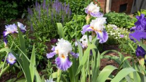 Episode 3408 on NPT's Volunteer Gardener