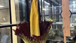 Episode 3410 on NPT's Volunteer Gardener