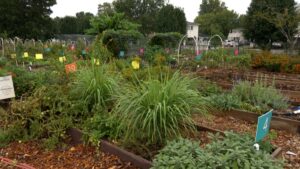 Episode 3409 on NPT's Volunteer Gardener