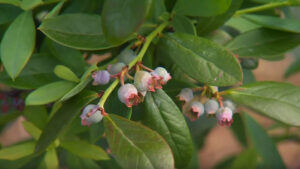 Blueberries on NPT's Volunteer Gardener