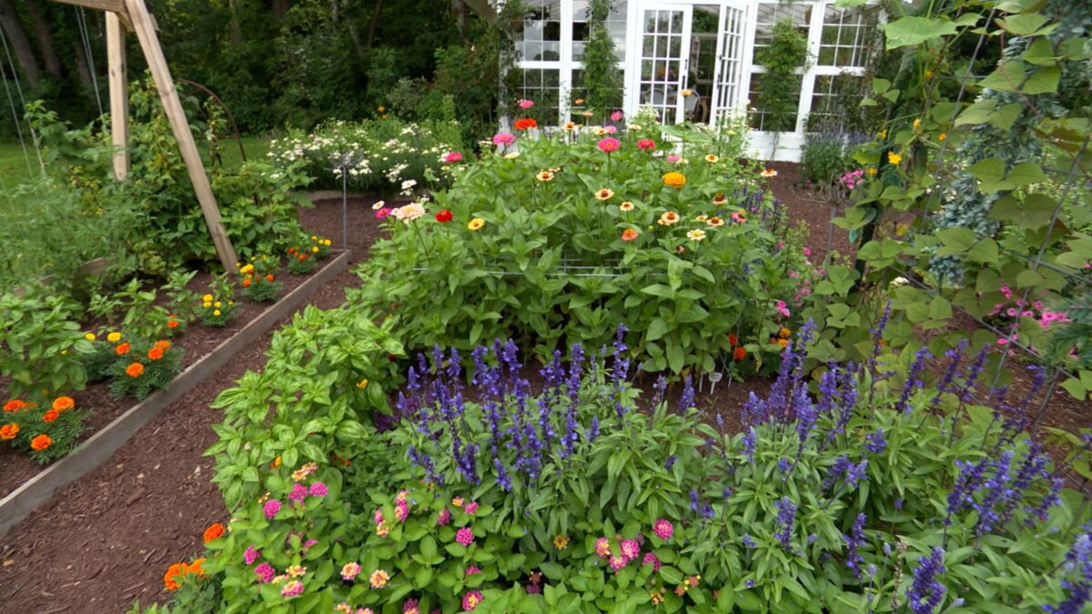 Episode 3411 on NPT's Volunteer Gardener