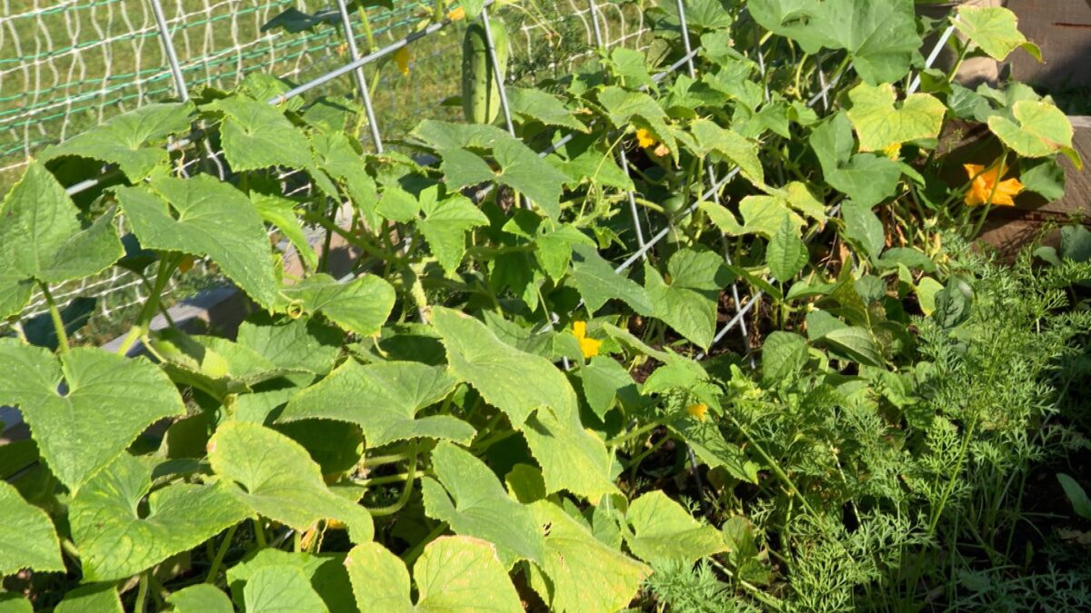 Episode 3419 on NPT's Volunteer Gardener