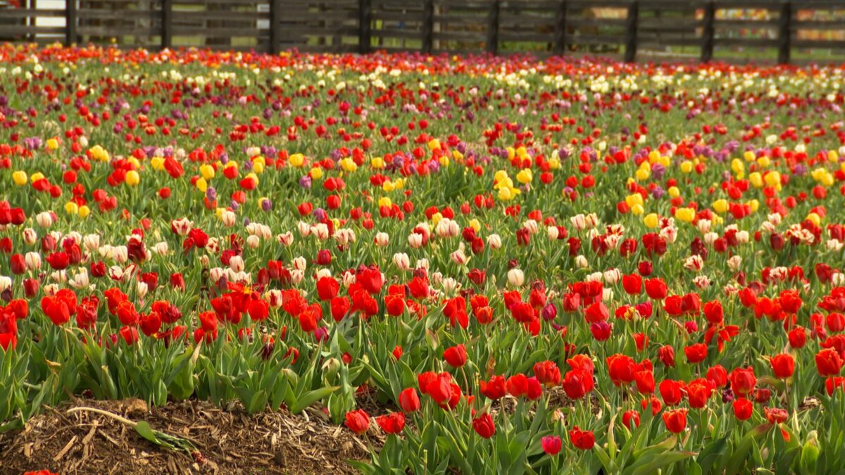 Episode 3412 on NPT's Volunteer Gardener