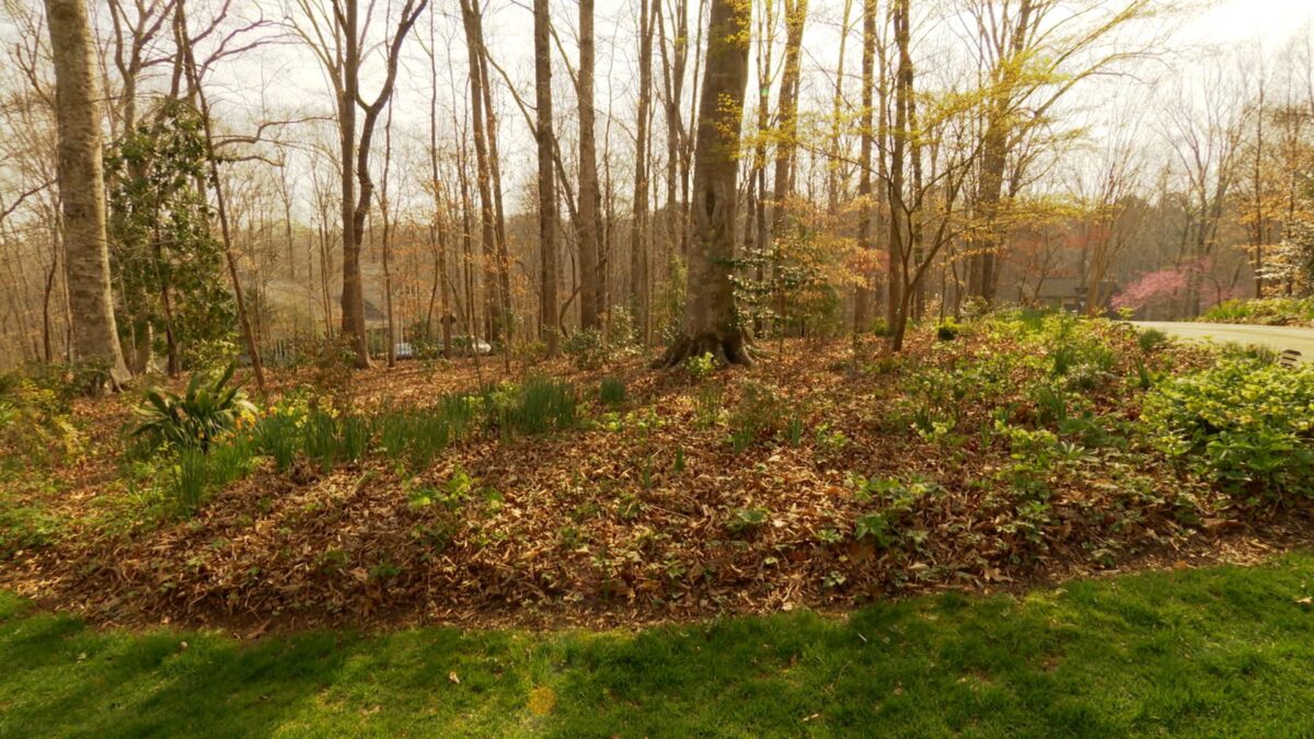 A Garden Among the Trees on NPT's Volunteer Gardener