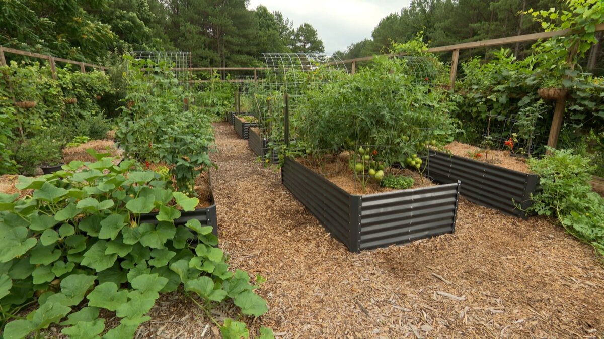 Episode 3417 on NPT's Volunteer Gardener