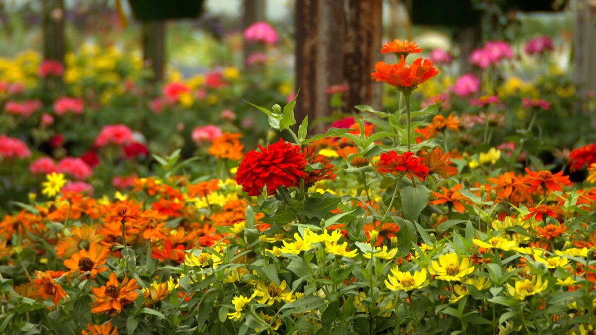 Episode 3415 on NPT's Volunteer Gardener