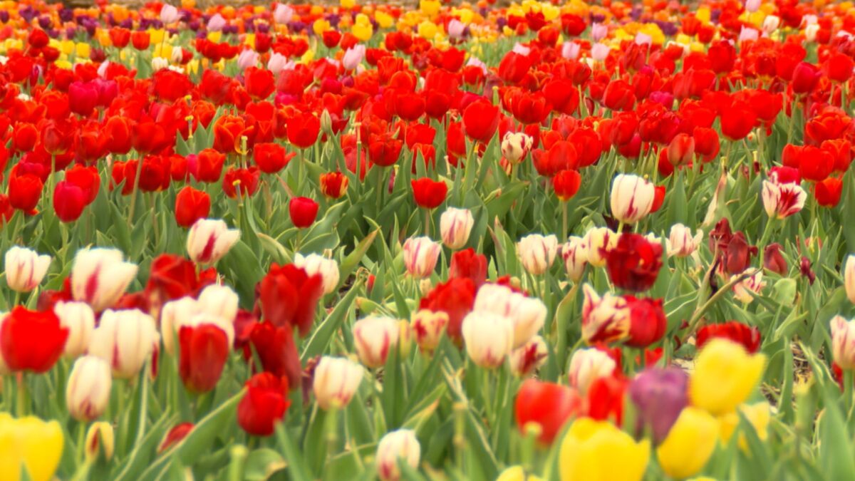 Tulip Time on NPT's Volunteer Gardener