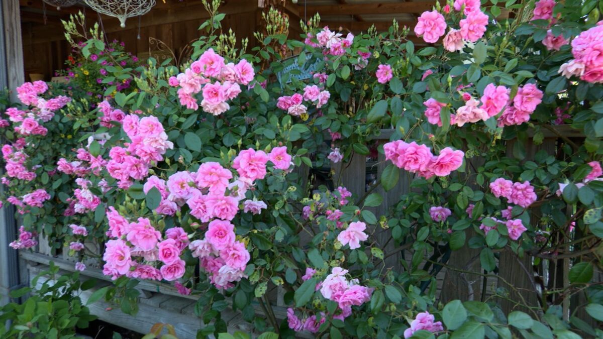 Episode 3420 on NPT's Volunteer Gardener