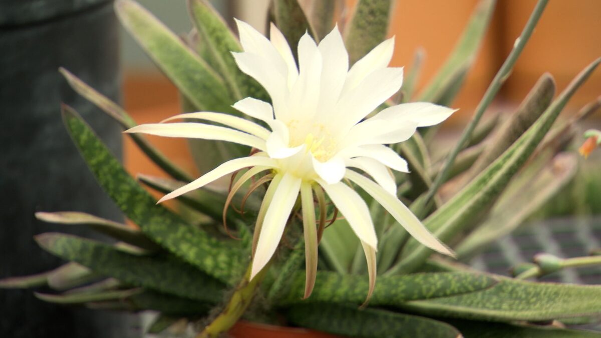 Episode 3504 on NPT's Volunteer Gardener