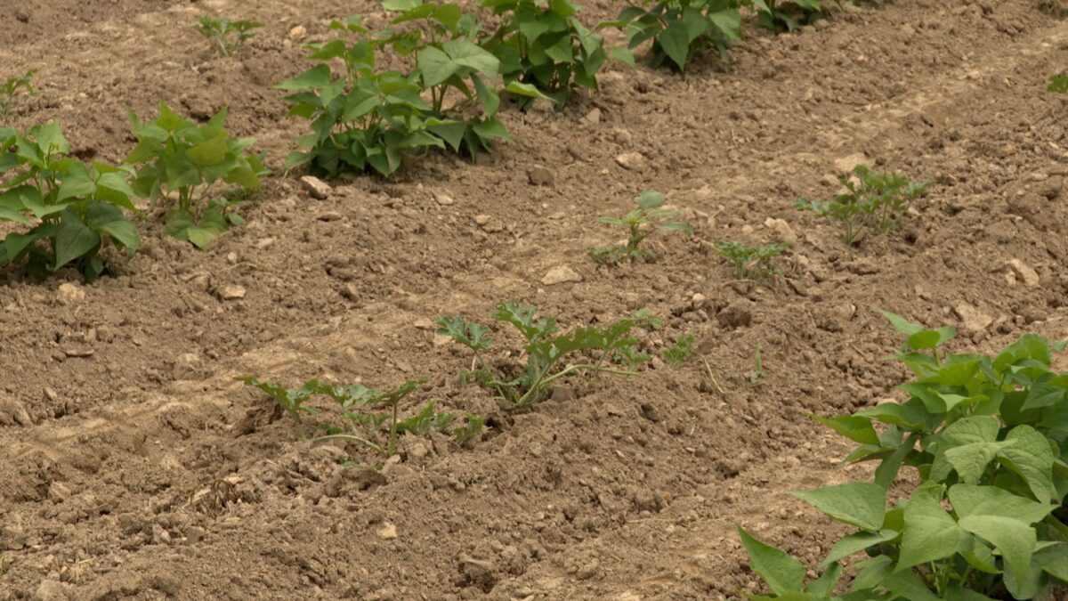 Counter-balancing weather conditions on NPT's Volunteer Gardener