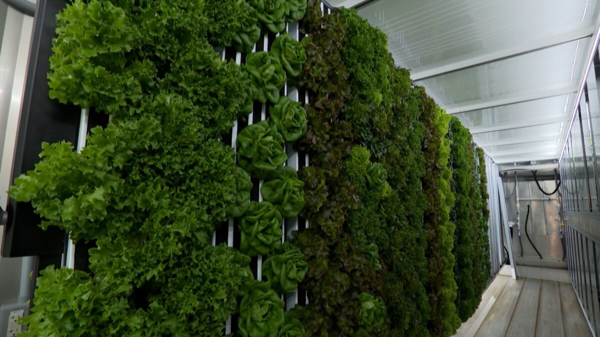 Hydroponic Vertical Growing on NPT's Volunteer Gardener
