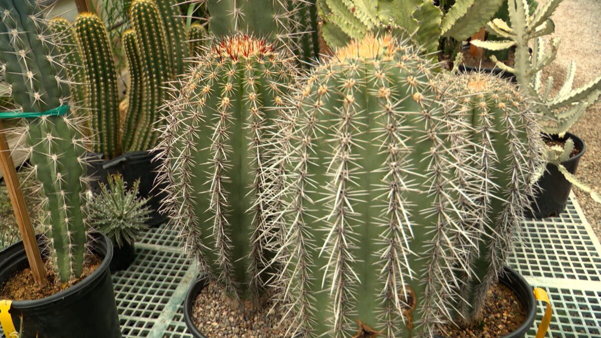 Cool Cactus on NPT's Volunteer Gardener