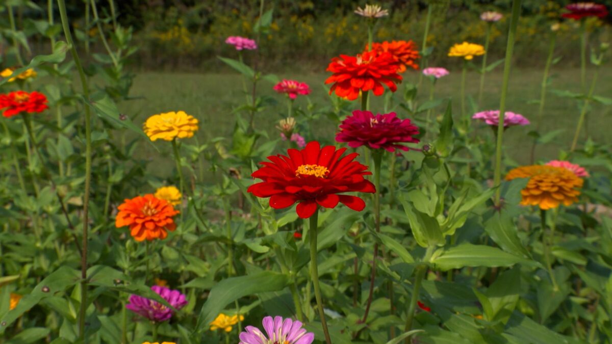 Flower Farmer on NPT's Volunteer Gardener