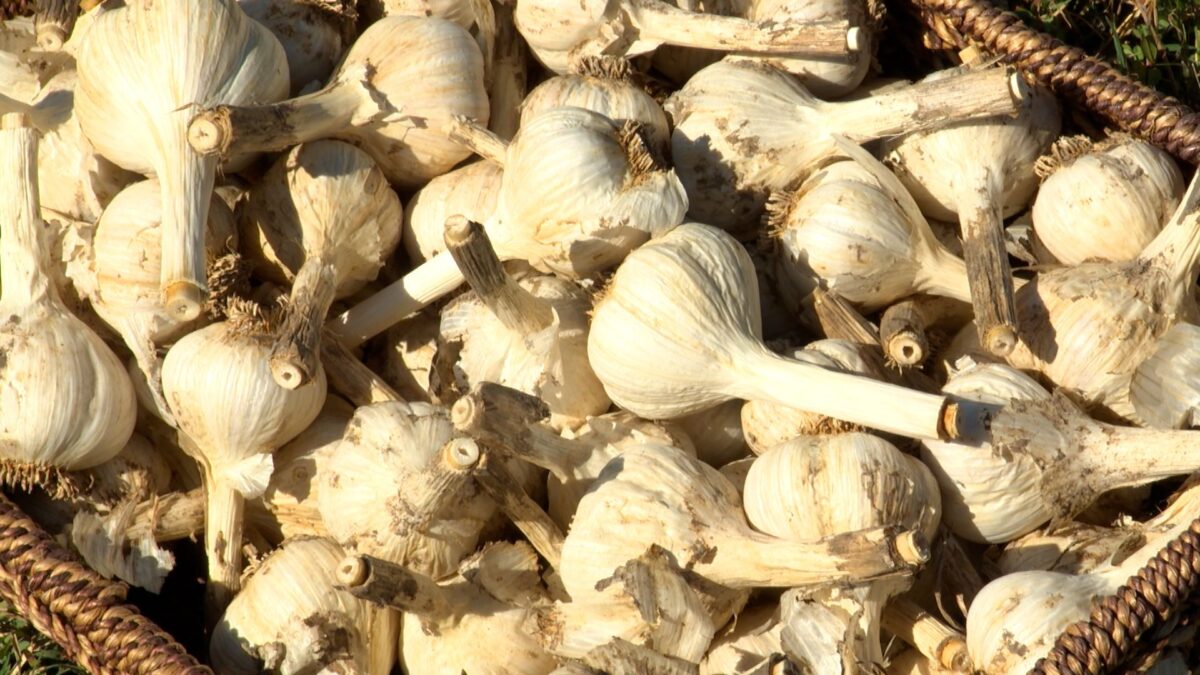 Home Grown Garlic on NPT's Volunteer Gardener