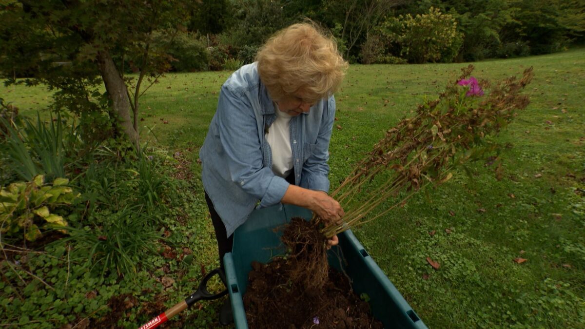 Perennials to Divide in the Fall on NPT's Volunteer Gardener