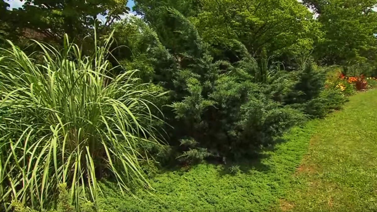 Plant Collector Extraordinaire on NPT's Volunteer Gardener